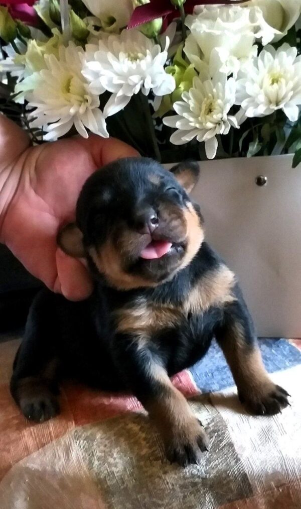 Pollo Rottweiler Pollo Rottweiler