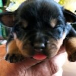 Pollo-male-Rottweiler-puppy-for-sale-2