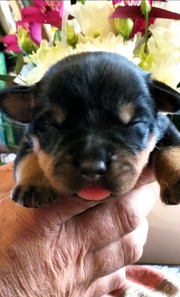 Pollo Rottweiler Pollo Rottweiler