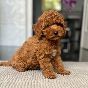Popel Toy Poodle Popel Toy Poodle