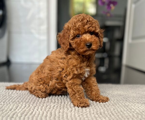Popel Toy Poodle Popel Toy Poodle