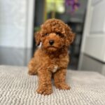 Popel-male-toy-poodle-puppy-for-sale- (2)