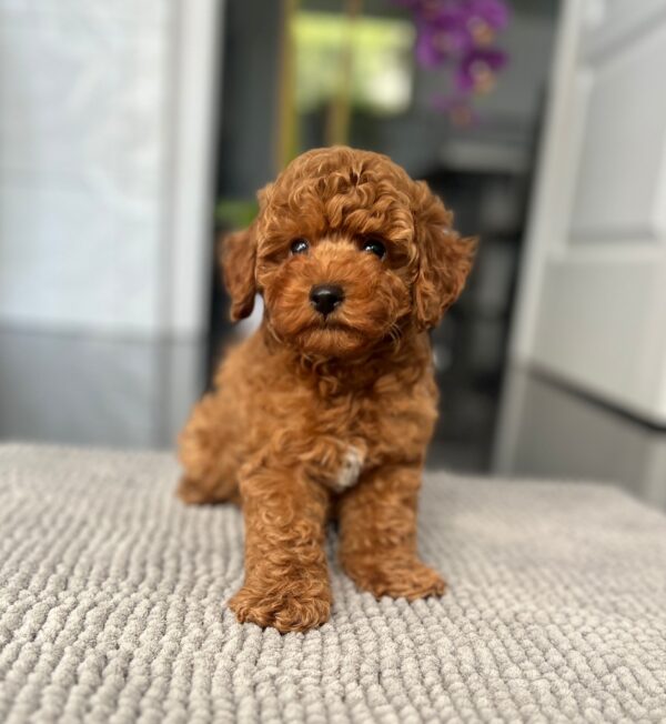 Popel Toy Poodle Popel Toy Poodle