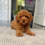 Popel-male-toy-poodle-puppy-for-sale- (3)