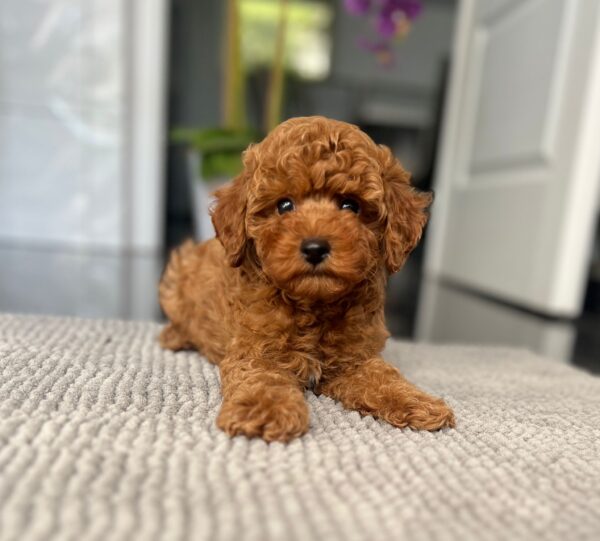 Popel Toy Poodle Popel Toy Poodle