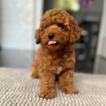 Popel-male-toy-poodle-puppy-for-sale- (4)