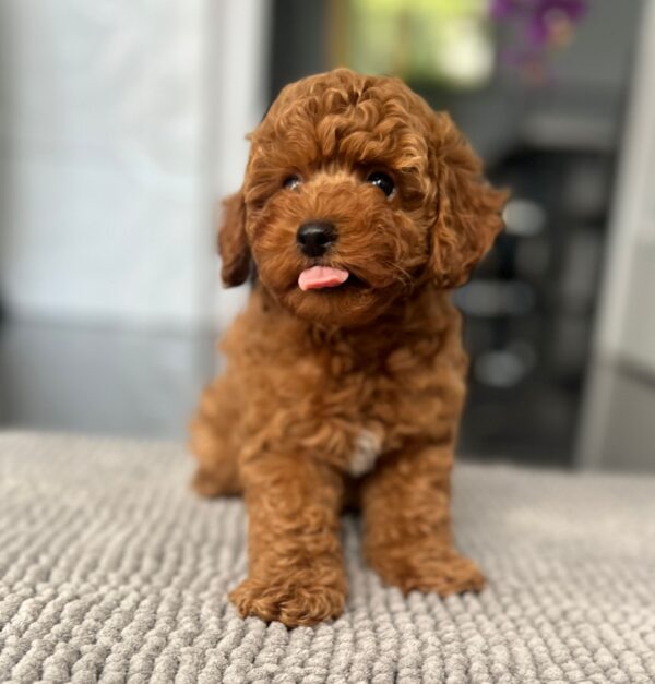 Popel Toy Poodle Popel Toy Poodle