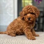 Popel-male-toy-poodle-puppy-for-sale- (5)