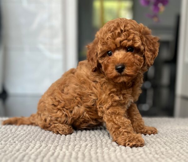 Popel Toy Poodle Popel Toy Poodle