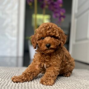 Popel Toy Poodle Popel Toy Poodle