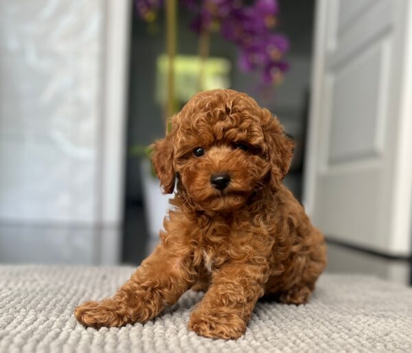 Popel Toy Poodle Popel Toy Poodle