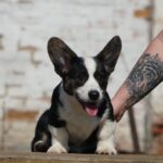 Porter-male-Welsh-Corgi-puppy-for-sale-1