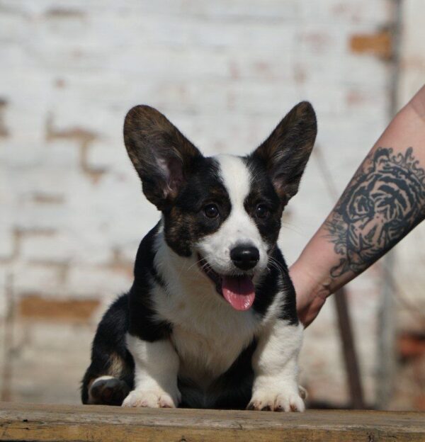 Porter Welsh Corgi Porter Welsh Corgi