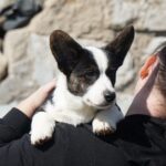 Porter-male-Welsh-Corgi-puppy-for-sale-2