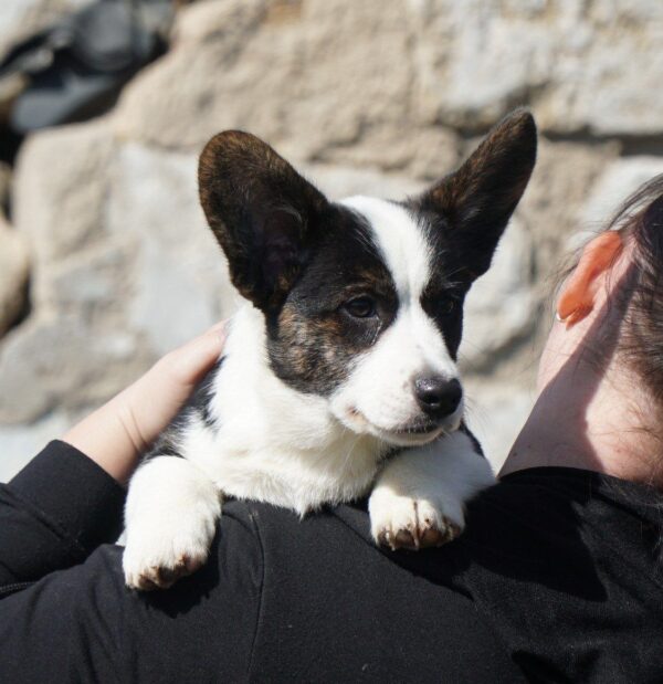Porter Welsh Corgi Porter Welsh Corgi
