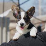 Porter-male-Welsh-Corgi-puppy-for-sale-3