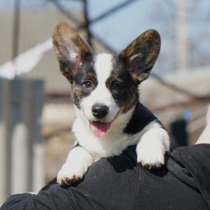 Porter Welsh Corgi Porter Welsh Corgi