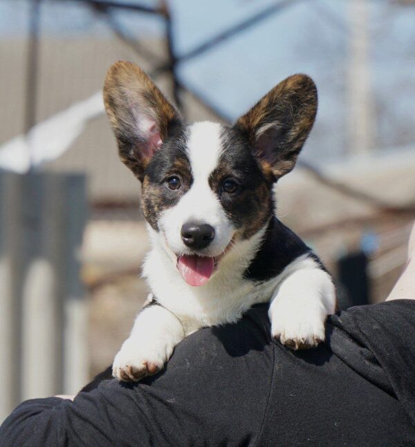Porter Welsh Corgi Porter Welsh Corgi