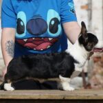 Porter-male-Welsh-Corgi-puppy-for-sale-4