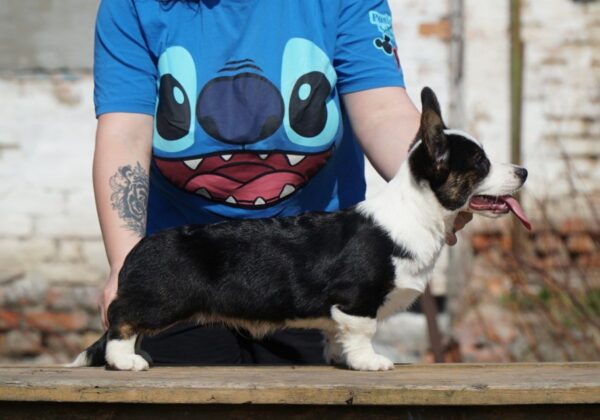 Porter Welsh Corgi Porter Welsh Corgi