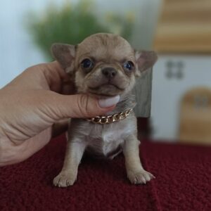 Primma Chihuahua Primma Chihuahua