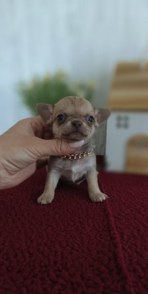 Primma Chihuahua Primma Chihuahua