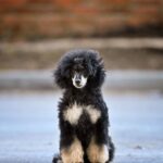 Qairo-male-Poodle-puppy-for-sale-1