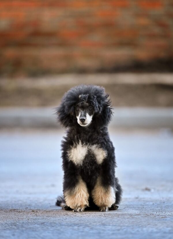 Qairo Miniature Poodle Qairo Miniature Poodle