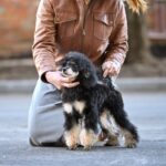 Qairo-male-Poodle-puppy-for-sale-2