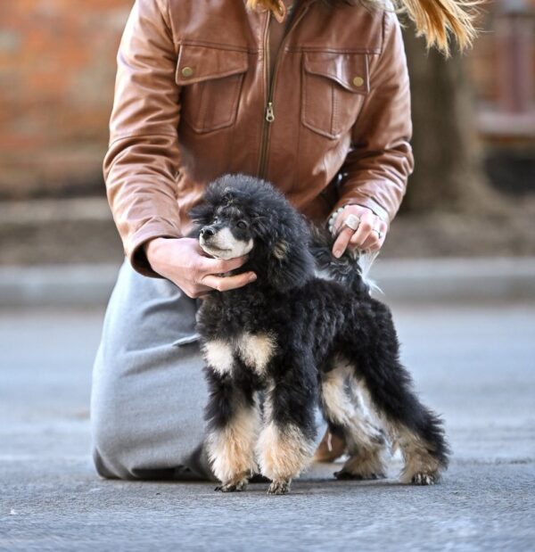 Qairo Miniature Poodle Qairo Miniature Poodle