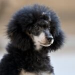 Qairo-male-Poodle-puppy-for-sale-3