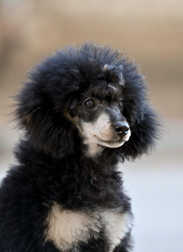 Qairo Miniature Poodle Qairo Miniature Poodle