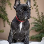 Quanta-female-French-bulldog-puppy-for-sale-1