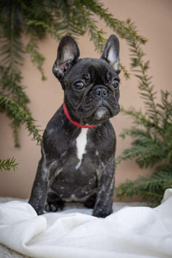 Quanta French Bulldog Quanta French Bulldog