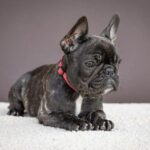 Quanta-female-French-bulldog-puppy-for-sale-2