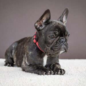Quanta French Bulldog Quanta French Bulldog