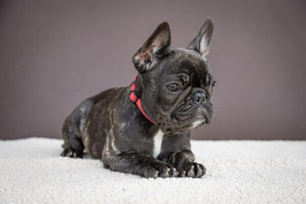 Quanta French Bulldog Quanta French Bulldog