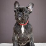 Quanta-female-French-bulldog-puppy-for-sale-3
