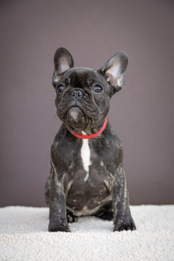 Quanta French Bulldog Quanta French Bulldog