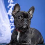 Quanta-female-French-bulldog-puppy-for-sale-4