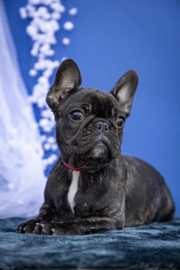 Quanta French Bulldog Quanta French Bulldog