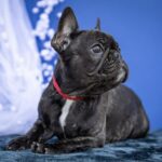 Quanta-female-French-bulldog-puppy-for-sale-5
