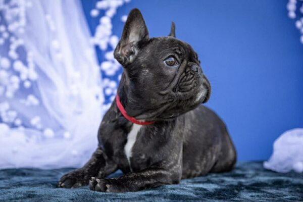 Quanta French Bulldog Quanta French Bulldog