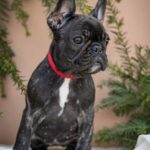 Quanta-female-French-bulldog-puppy-for-sale-6
