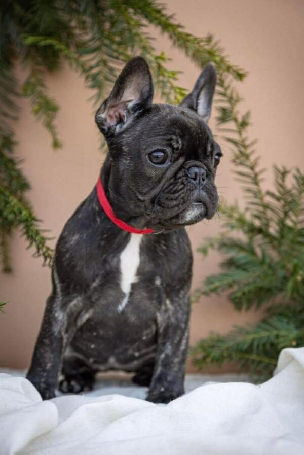 Quanta French Bulldog Quanta French Bulldog