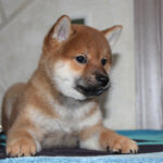Quentin-male-Shiba-puppy-for-sale- (1)