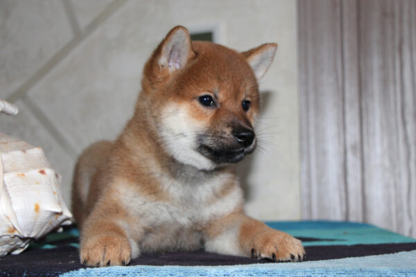 Quentin Shiba Inu Quentin Shiba Inu