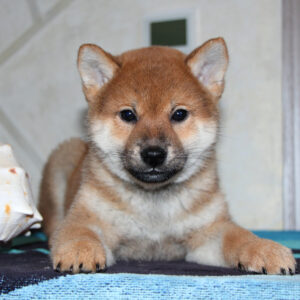 Quentin Shiba Inu Quentin Shiba Inu