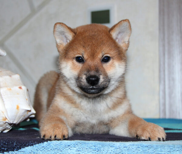 Quentin Shiba Inu Quentin Shiba Inu
