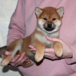 Quentin-male-Shiba-puppy-for-sale- (3)